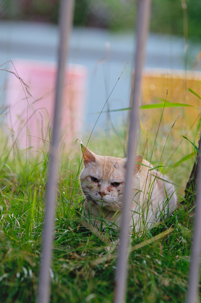 吾輩は猫である、ニャー # 397