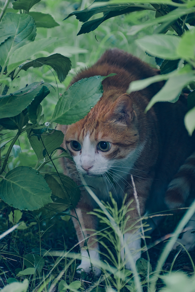 吾輩は猫である、ニャー # 1085