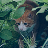 吾輩は猫である、ニャー # 1085