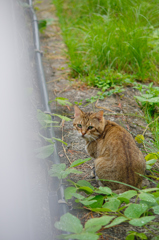 吾輩は猫である、ニャー # 650