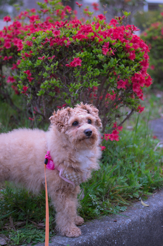 my pretty dog Ⅱ # 269