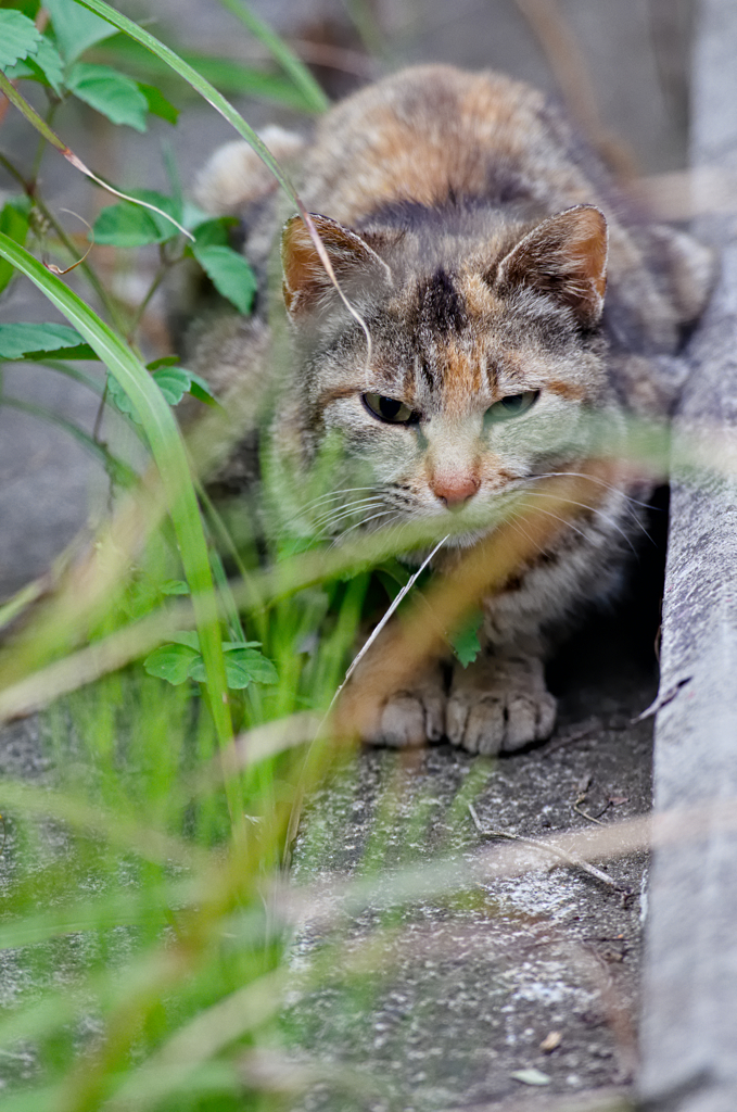 吾輩は猫である、ニャー # 301