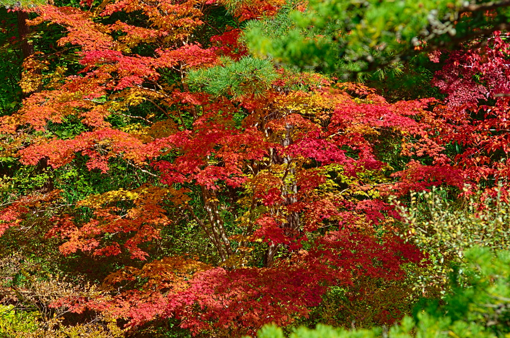 紅葉三昧 '2019