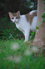 吾輩は猫である、ニャー # 498