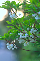 ドウダンツツジ