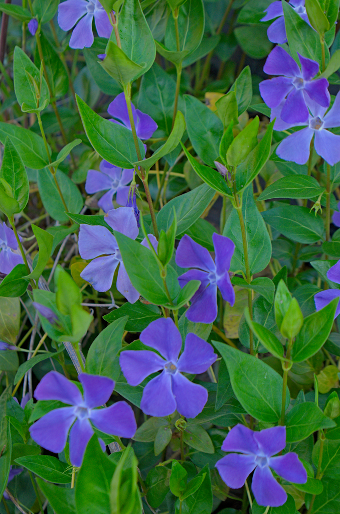 ツルニチニチソウ