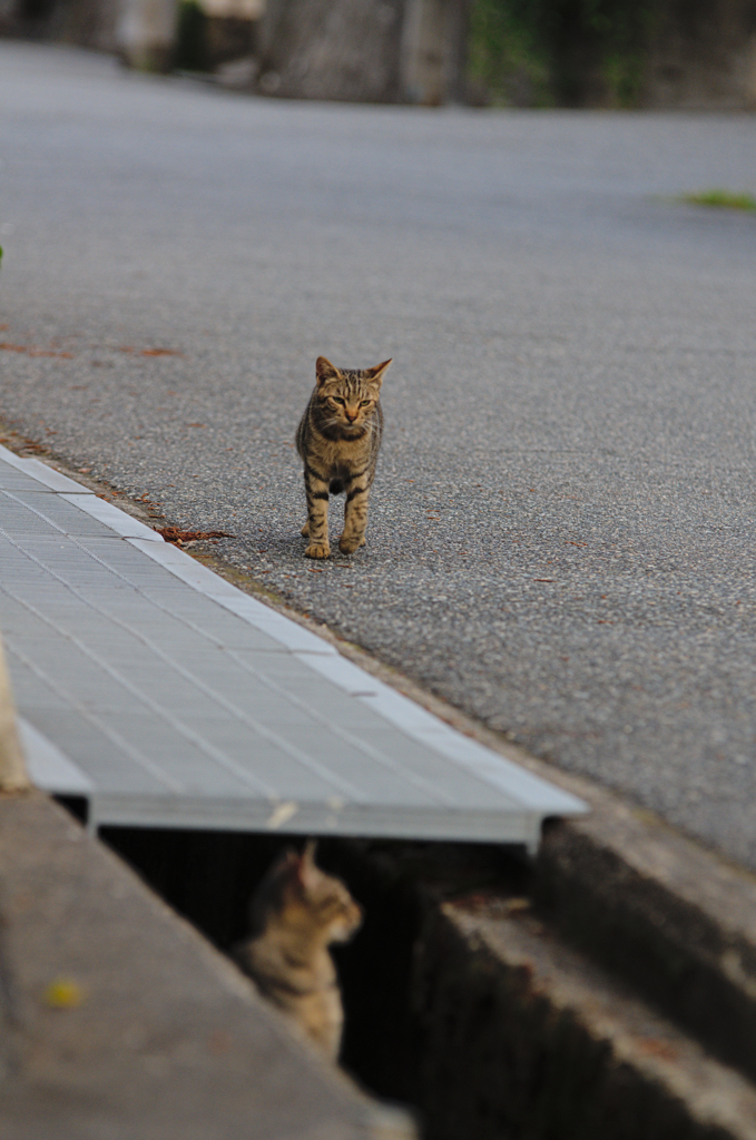 吾輩は猫である、ニャー # 401