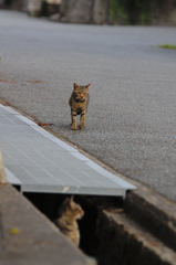 吾輩は猫である、ニャー # 401