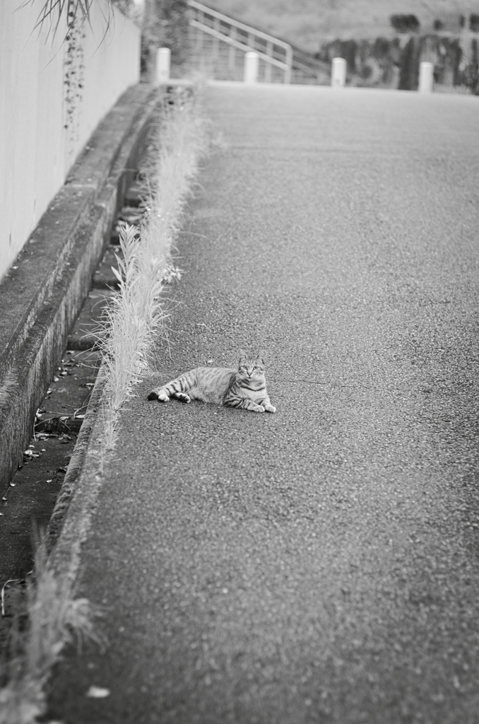 吾輩は猫である、ニャー # 851