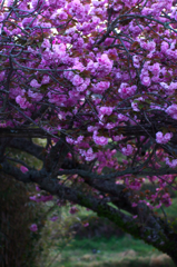 八重桜