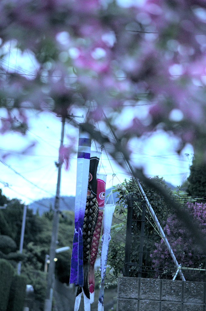 鯉のぼり
