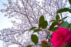 桜と椿