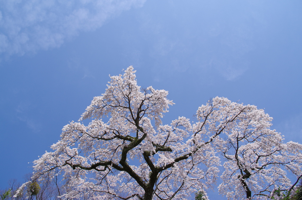 晴天の桜