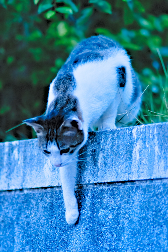 吾輩は猫である、ニャー # 660