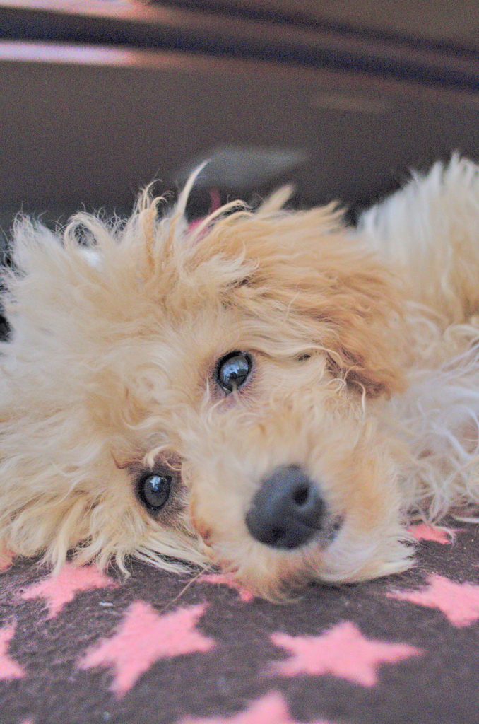 my pretty dog Ⅱ # 30