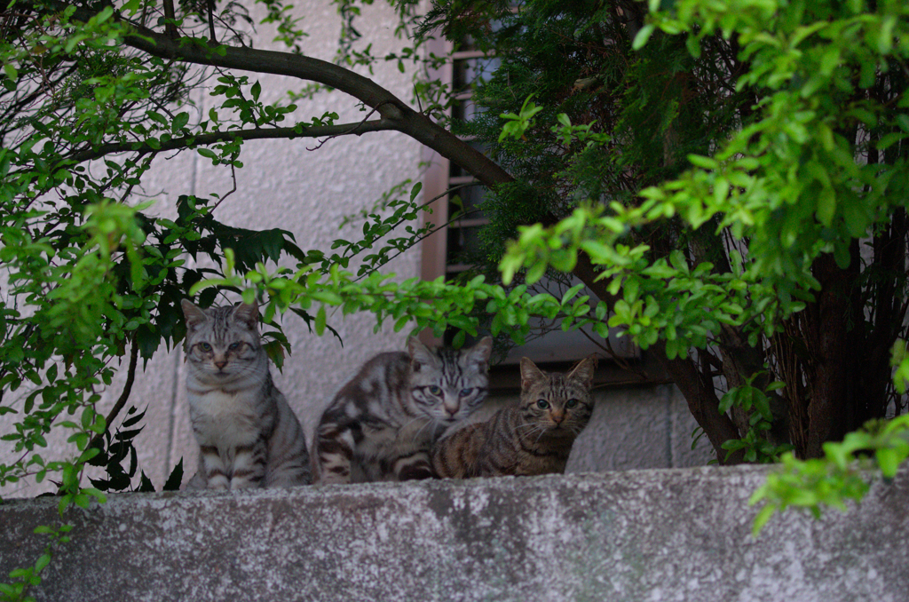 吾輩は猫である、ニャー # 935