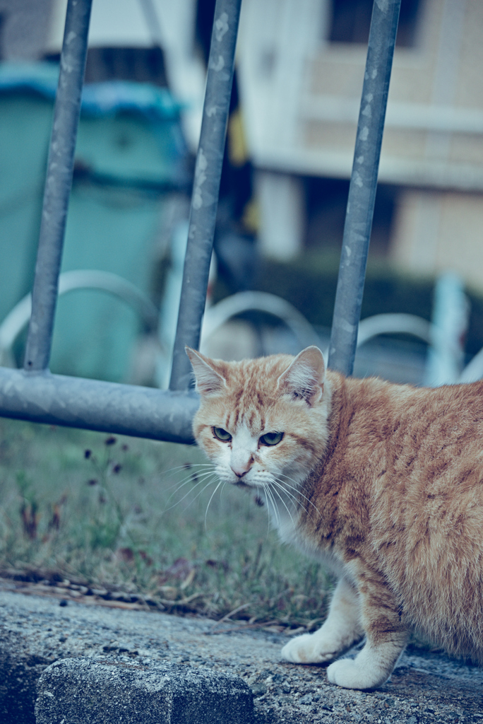 吾輩は猫である、ニャー # 940