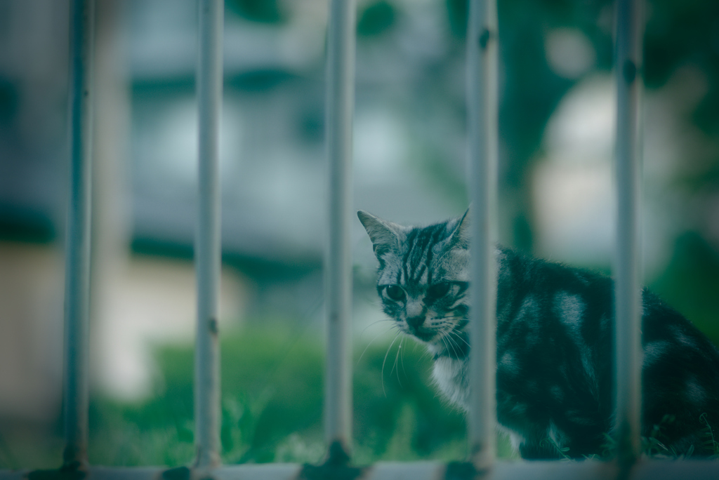 吾輩は猫である、ニャー # 962