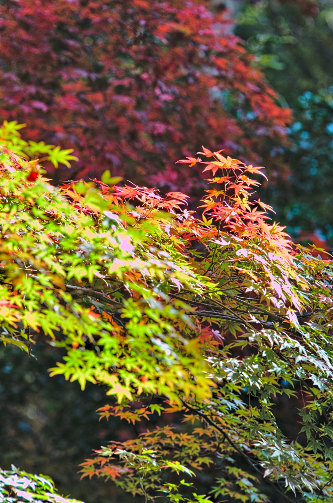 紅葉