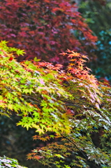 紅葉