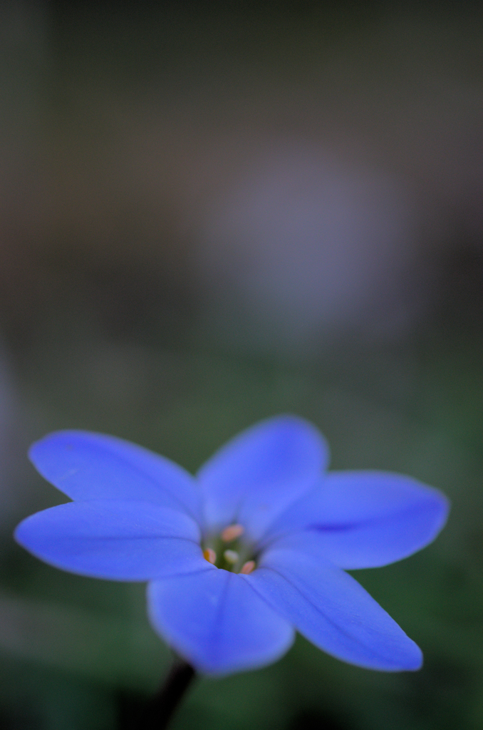 ハナニラ
