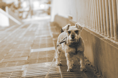 my pretty dog # 35