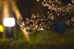 夜桜