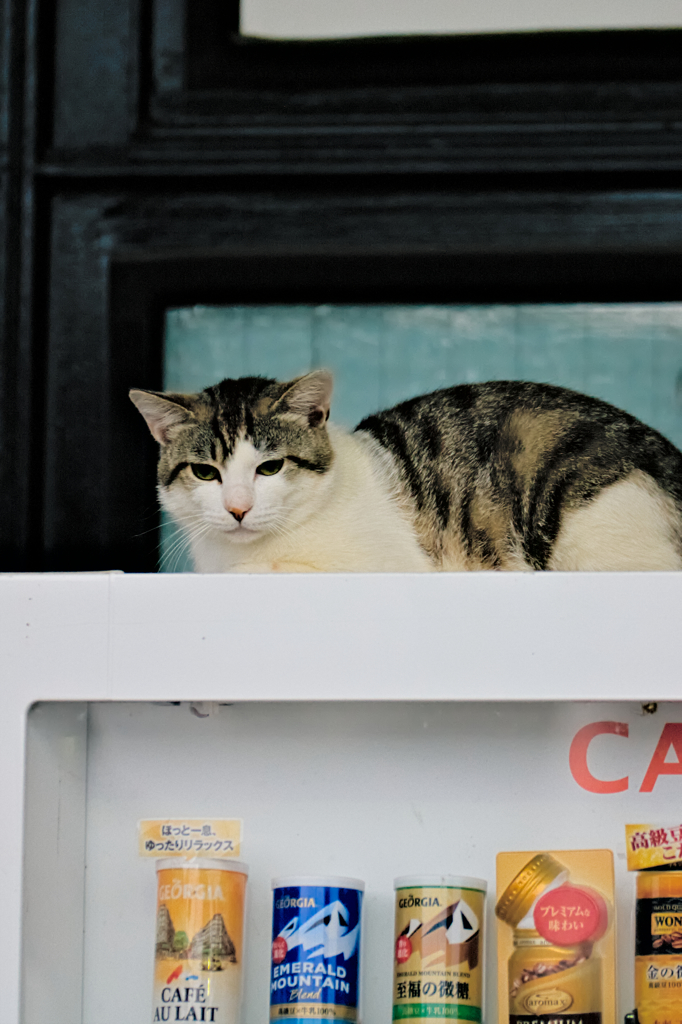 吾輩は猫である、ニャー # 285