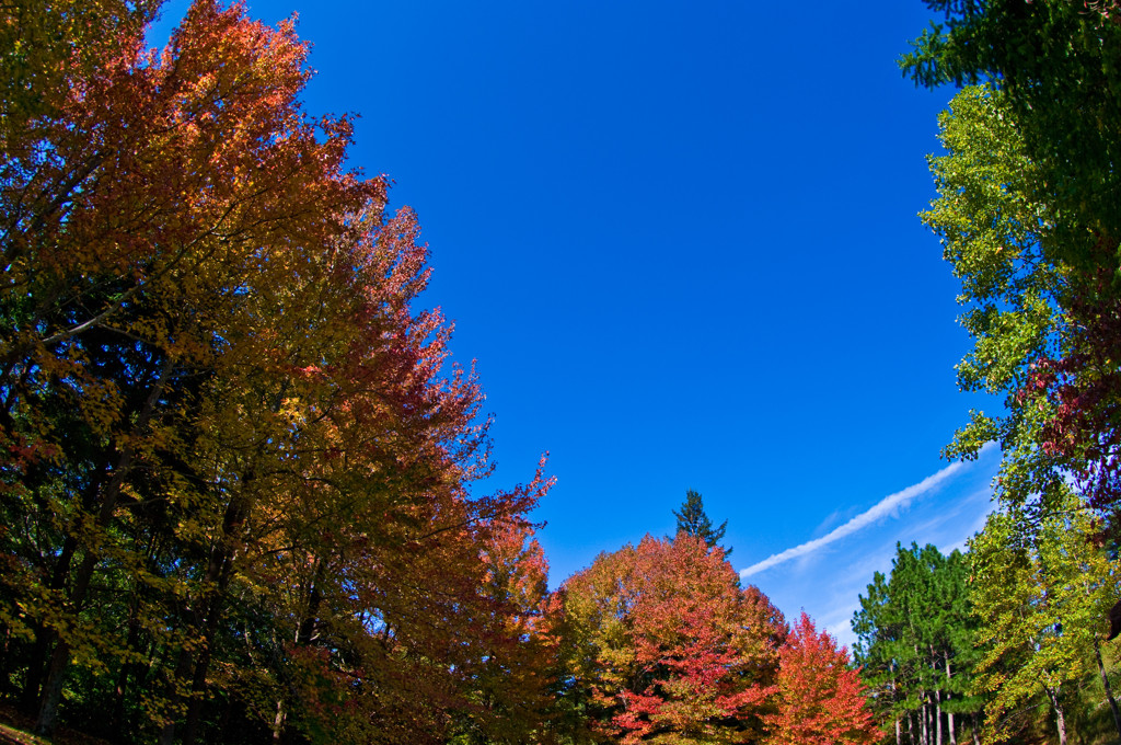 青空に映える紅葉