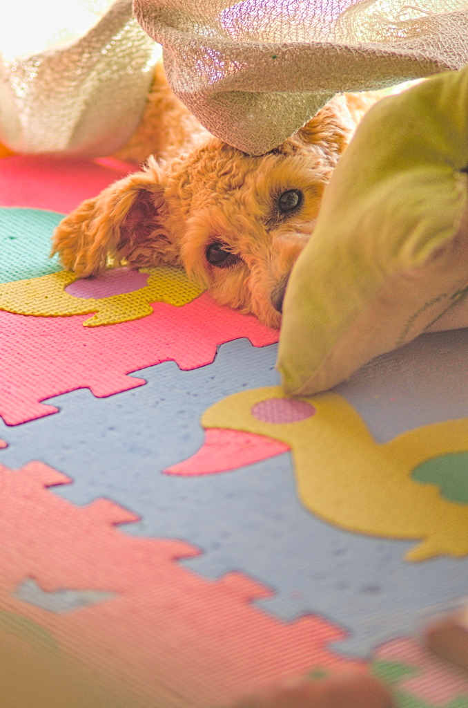 my pretty dog Ⅱ # 187
