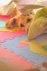 my pretty dog Ⅱ # 187