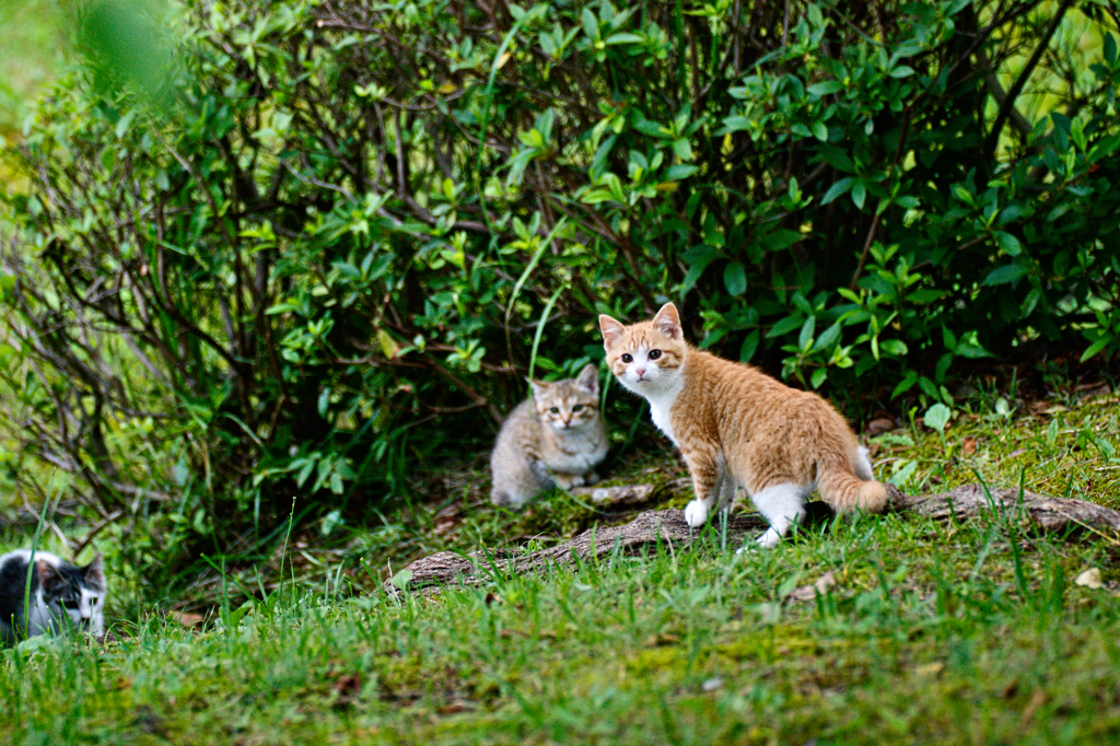 吾輩は猫である、ニャー # 274