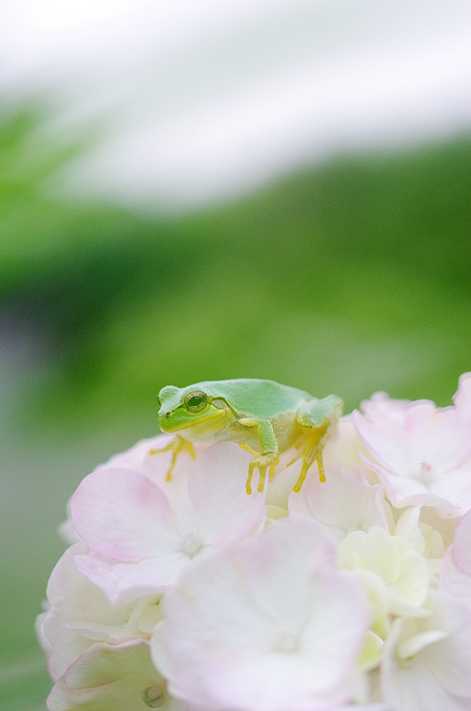 カエルと紫陽花