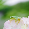 カエルと紫陽花