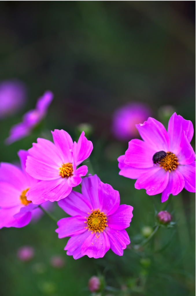 秋桜