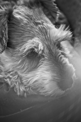 my pretty dog # 66