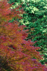 紅と緑