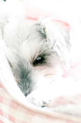 my pretty dog # 106