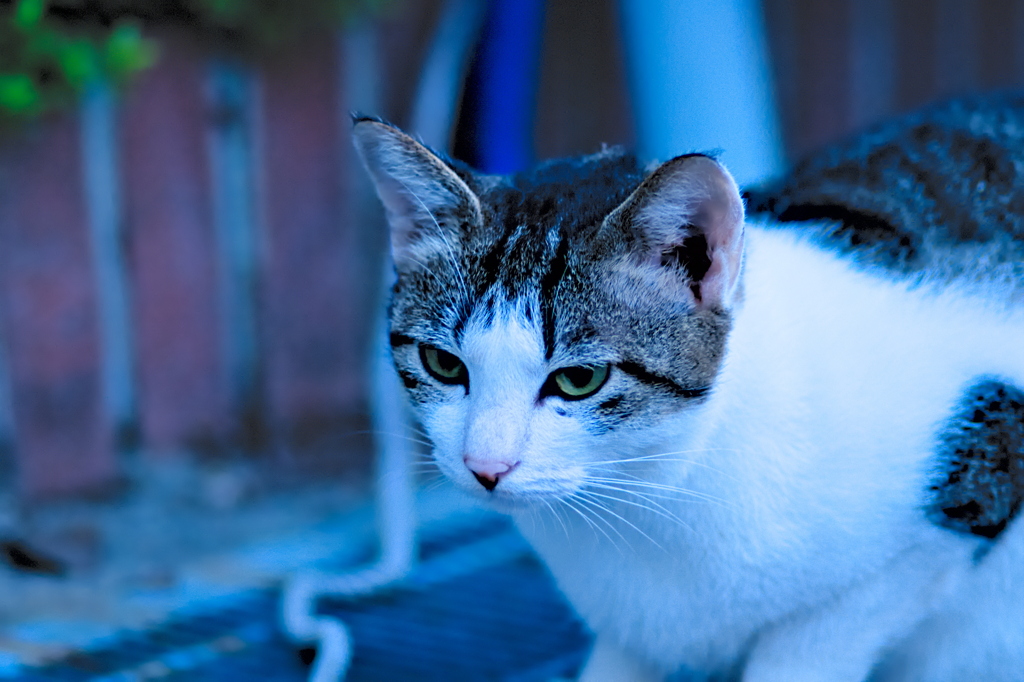 吾輩は猫である、ニャー # 661