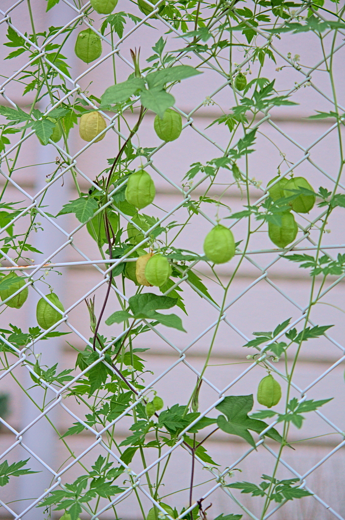 フウセンカズラ