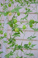 フウセンカズラ