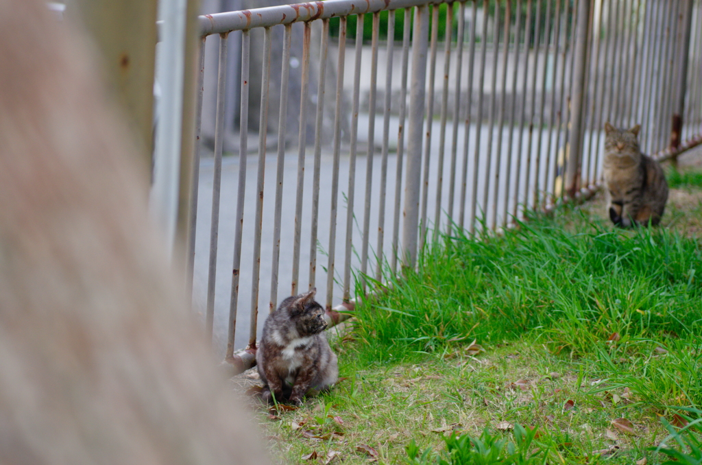 吾輩は猫である、ニャー # 690