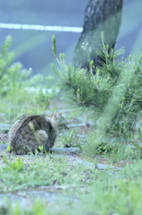 吾輩は猫である、ニャー # 220