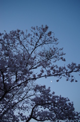 早朝の桜と月