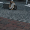 吾輩は猫である、ニャー # 1064
