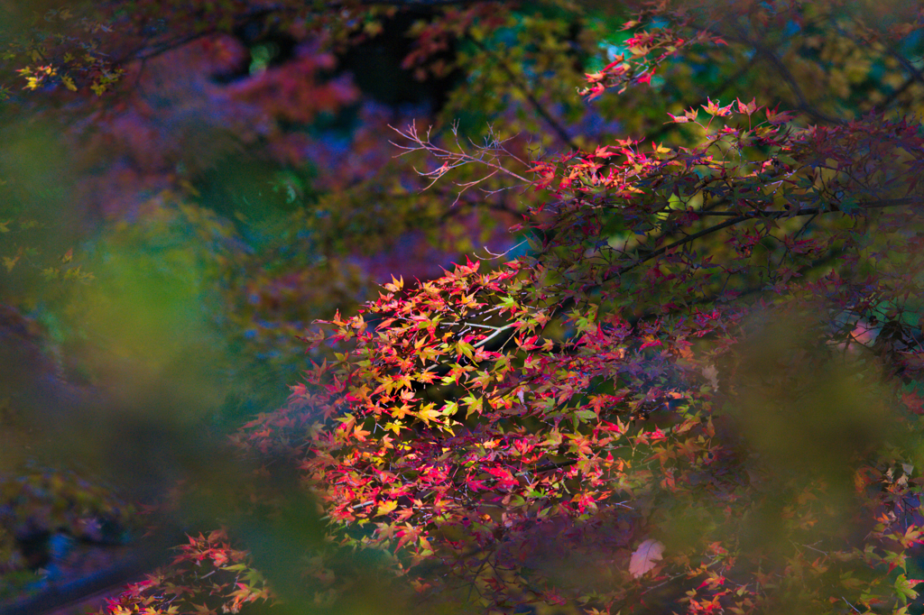 艷やかな紅葉