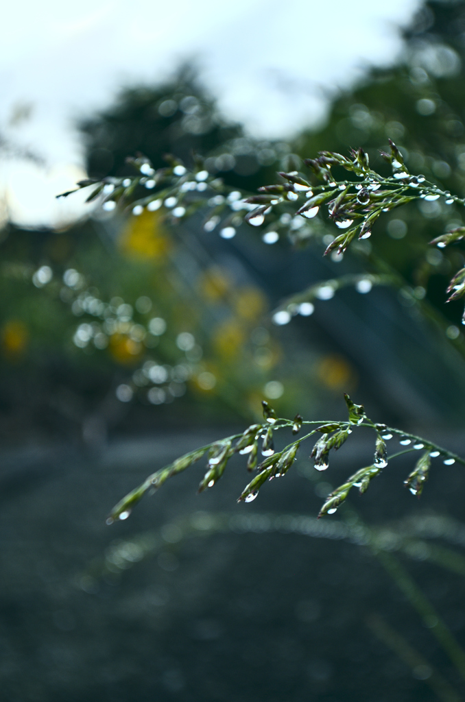 雨粒