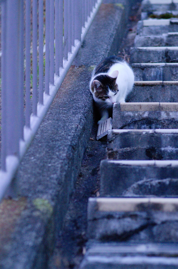 吾輩は猫である、ニャー # 679
