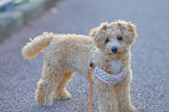 my pretty dog Ⅱ # 137