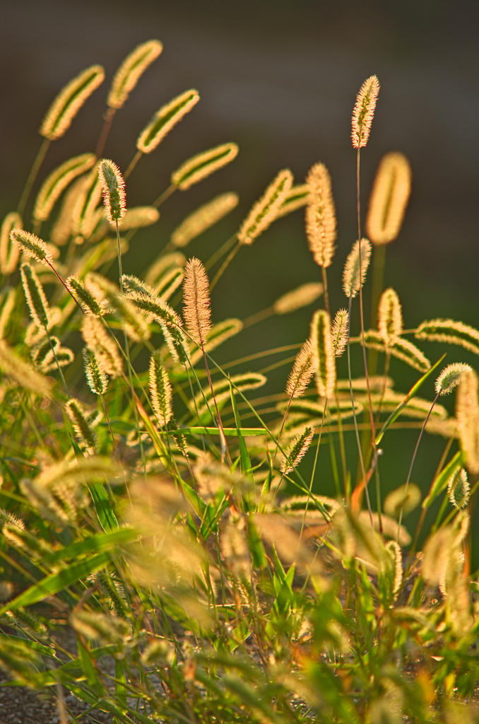 エノコログサの輝き
